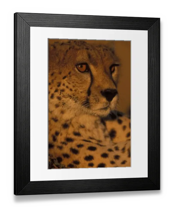 Framed Print : Africa, Kenya, Masai Mara Game Reserve, Close-up portrait of young Adult Male Cheetah Framed Print : Africa, Kenya, Masai Mara Game Reserve, Close-up portrait of young Adult Male Cheetah