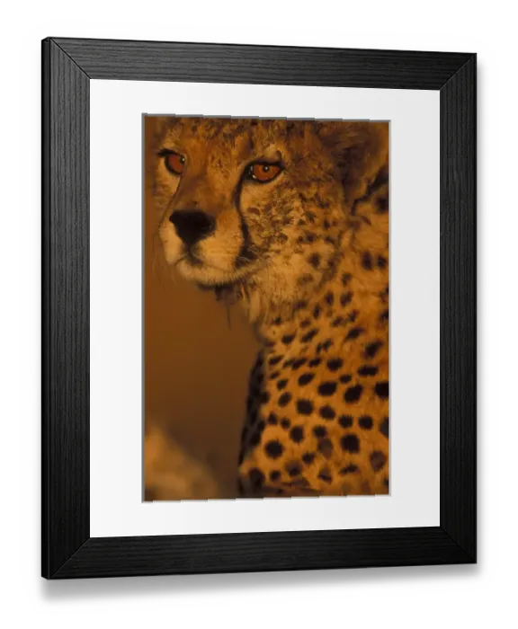 Framed Print : Africa, Kenya, Masai Mara Game Reserve, Close-up portrait of young Adult Male Cheetah