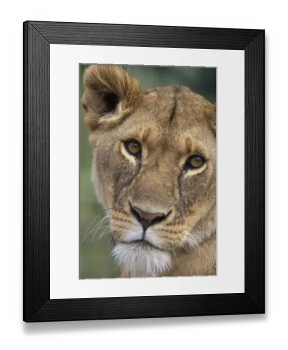Framed Print : Africa, Kenya