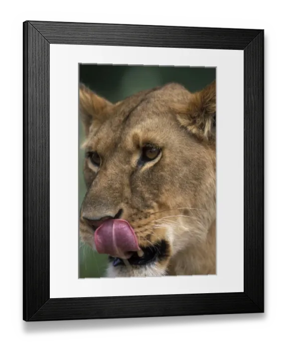 Framed Print : Africa, Kenya, Masai Mara Game Reserve, Close-up portrait of Lioness (Panthera leo) Framed Print : Africa, Kenya, Masai Mara Game Reserve, Close-up portrait of Lioness (Panthera leo)