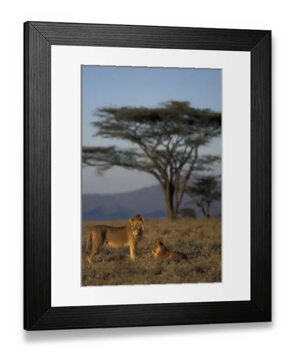 Framed Print : Africa, Kenya, Buffalo Springs National Reserve, Mating pair of Lion and Lioness Framed Print : Africa, Kenya, Buffalo Springs National Reserve, Mating pair of Lion and Lioness