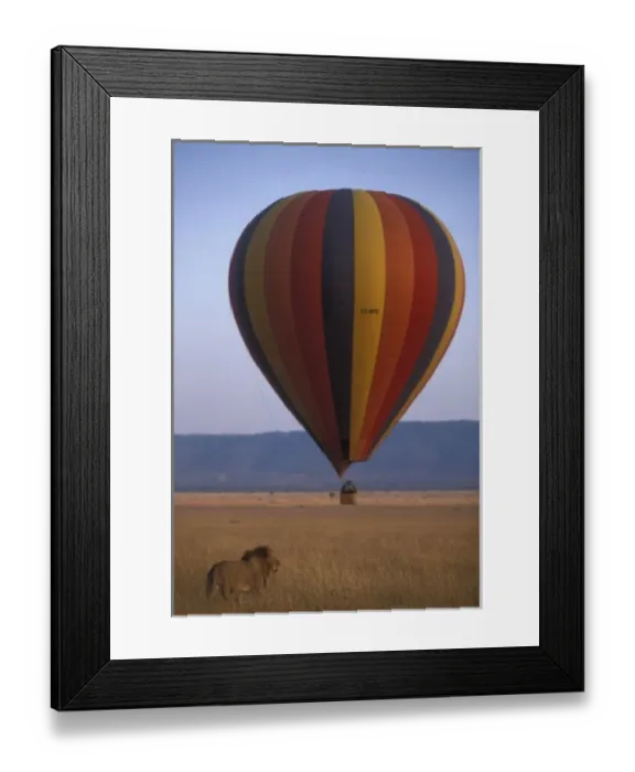 Framed Print : Africa, Kenya, Masai Mara Game Reserve, Adult Male Lion (Panthera leo) walking Framed Print : Africa, Kenya, Masai Mara Game Reserve, Adult Male Lion (Panthera leo) walking