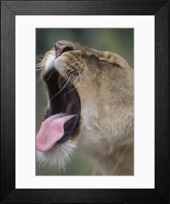 Framed Print : Africa, Kenya Framed Print : Africa, Kenya