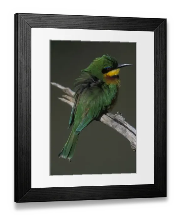 Framed Print : Africa, Kenya, Masai Mara Game Reserve, Little Bee Eater (Merops pusillus) perched Framed Print : Africa, Kenya, Masai Mara Game Reserve, Little Bee Eater (Merops pusillus) perched