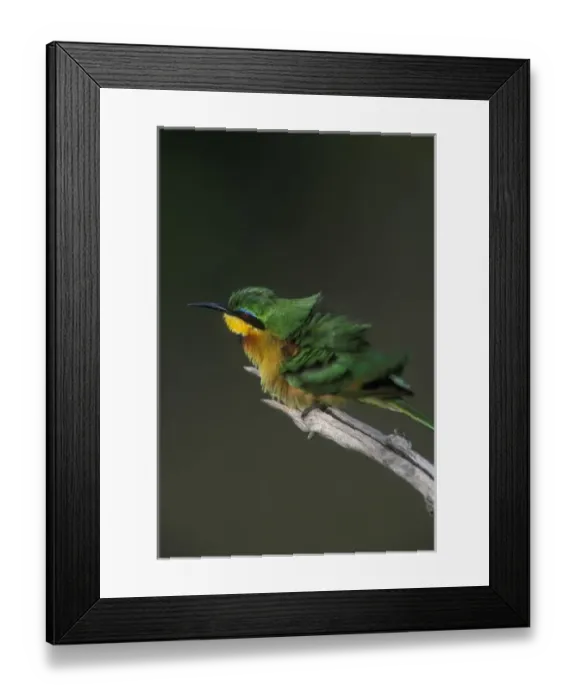 Framed Print : Africa, Kenya, Masai Mara Game Reserve, Little Bee Eater (Merops pusillus) perched Framed Print : Africa, Kenya, Masai Mara Game Reserve, Little Bee Eater (Merops pusillus) perched
