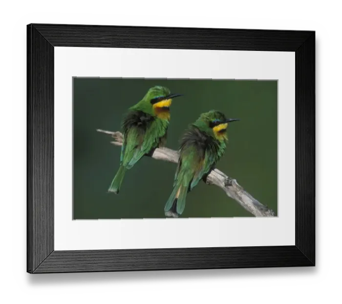 Framed Print : Africa, Kenya, Masai Mara Game Reserve, Two Little Bee Eaters (Merops pusillus) perched Framed Print : Africa, Kenya, Masai Mara Game Reserve, Two Little Bee Eaters (Merops pusillus) perched
