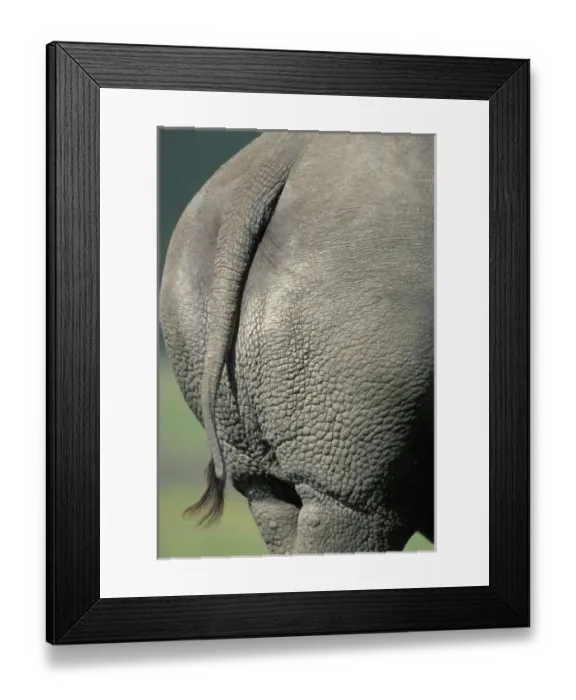 Framed Print : Africa, Kenya, Lake Nakuru National Park, Close-up detail of tail of White Rhinoceros Framed Print : Africa, Kenya, Lake Nakuru National Park, Close-up detail of tail of White Rhinoceros