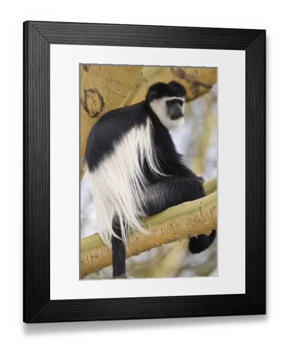 Framed Print : Africa, Kenya Framed Print : Africa, Kenya