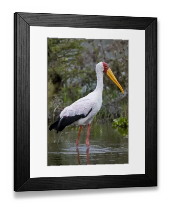 Framed Print : Yellow-billed Stork at Lake Naivasha, Kenya Framed Print : Yellow-billed Stork at Lake Naivasha, Kenya