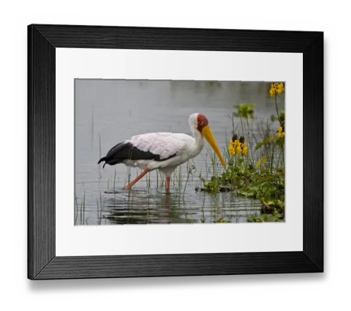 Framed Print : Africa, Kenya Framed Print : Africa, Kenya