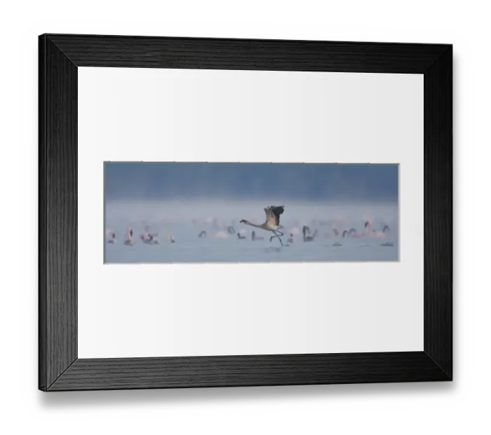 Framed Print : Lesser Flamingos at Lake Nakuru NP, Kenya Framed Print : Lesser Flamingos at Lake Nakuru NP, Kenya