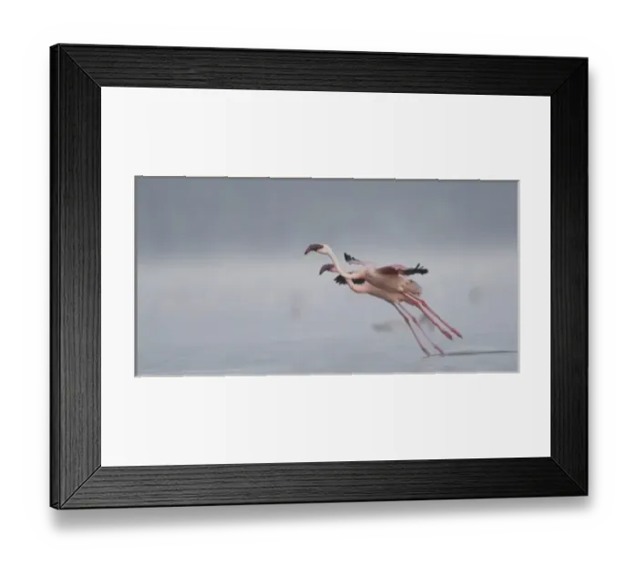 Framed Print : Lesser Flamingos at Lake Nakuru NP, Kenya Framed Print : Lesser Flamingos at Lake Nakuru NP, Kenya
