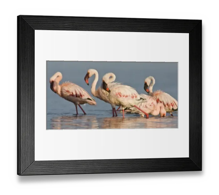 Framed Print : Lesser Flamingos at Lake Nakuru NP, Kenya