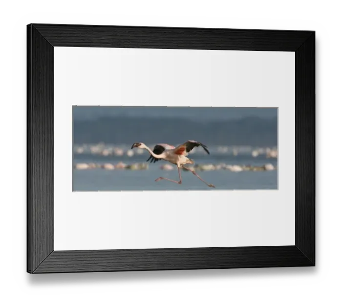 Framed Print : Lesser Flamingos at Lake Nakuru NP, Kenya Framed Print : Lesser Flamingos at Lake Nakuru NP, Kenya
