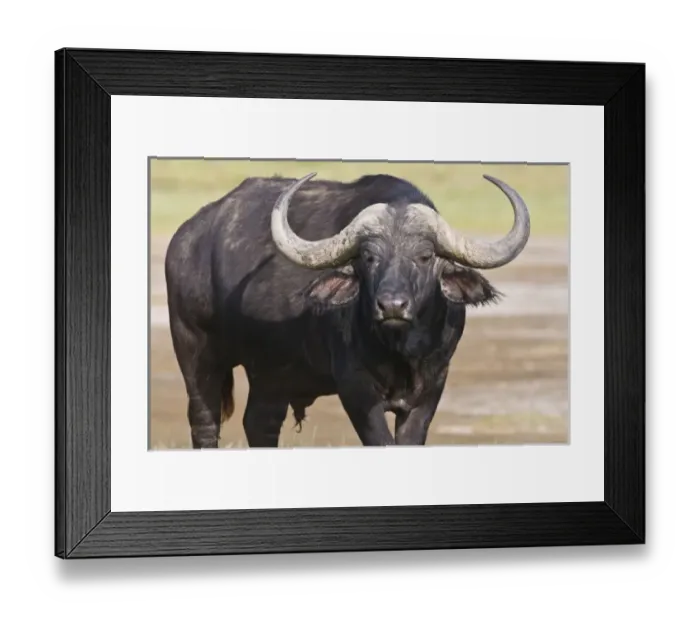 Framed Print : Africa, Kenya Framed Print : Africa, Kenya