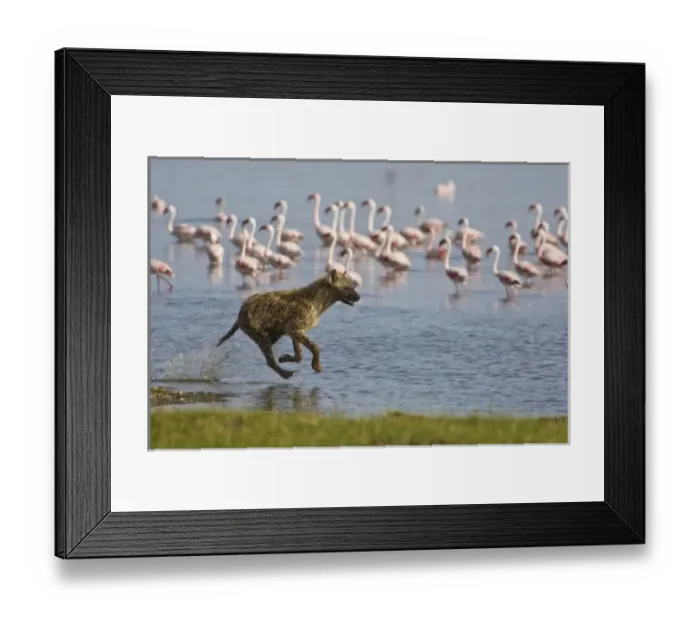 Framed Print : Spotted Hyenas hunting Lesser Flamingoes at Lake Nakuru NP, Kenya