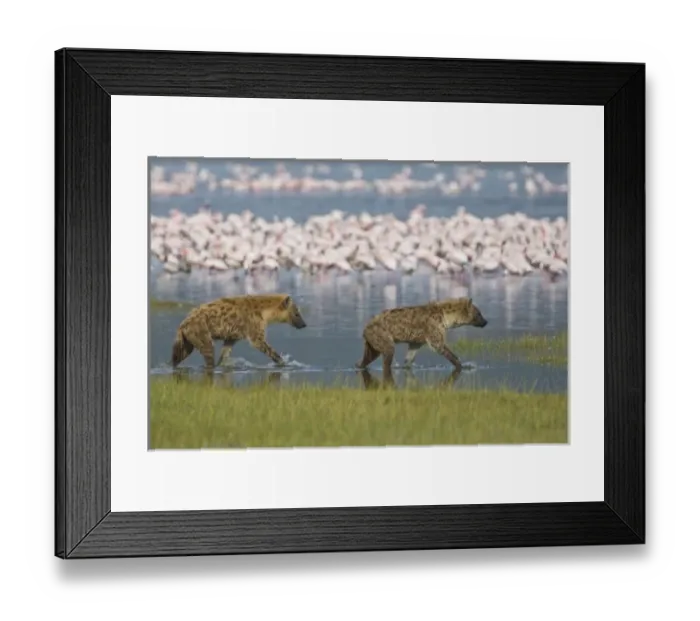 Framed Print : Africa, Kenya