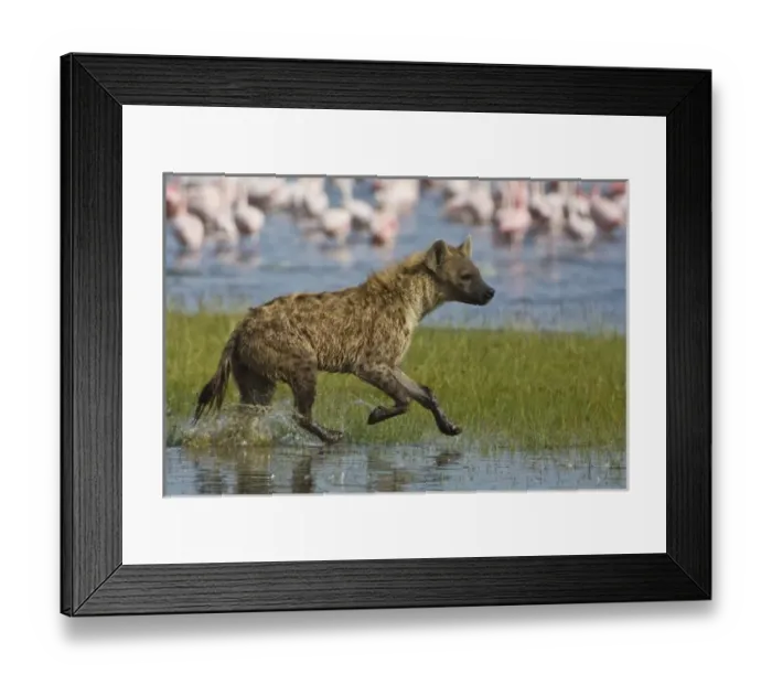 Framed Print : Africa, Kenya Framed Print : Africa, Kenya
