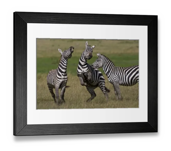 Framed Print : Zebra stallions at play in Lake Nakuru NP, Kenya