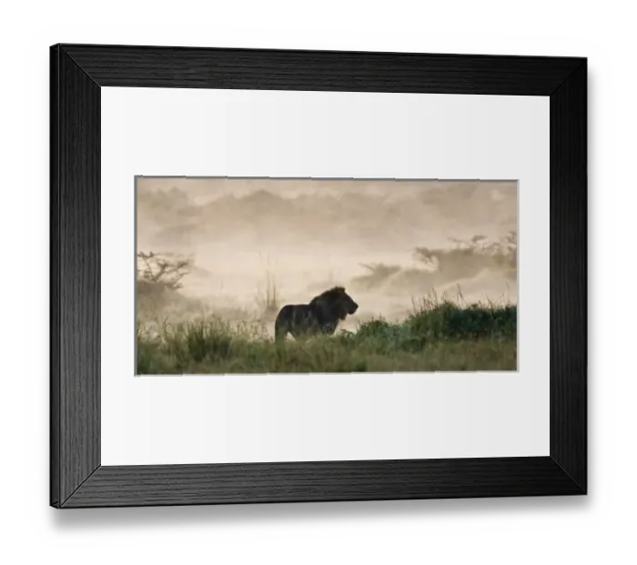 Framed Print : A male Lion at Lake Nakuru NP, Kenya Framed Print : A male Lion at Lake Nakuru NP, Kenya