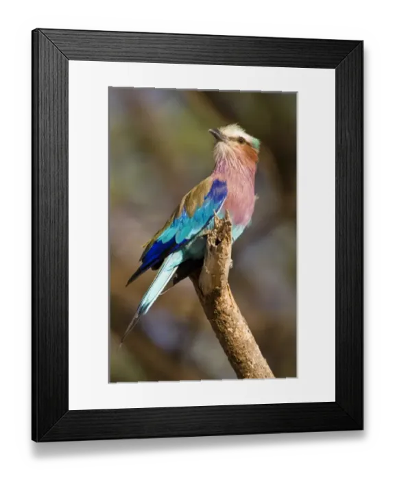 Framed Print : Africa, Kenya Framed Print : Africa, Kenya