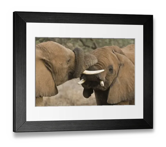 Framed Print : Africa, Kenya Framed Print : Africa, Kenya