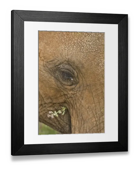 Framed Print : African Elephant at Samburu NP, Kenya Framed Print : African Elephant at Samburu NP, Kenya