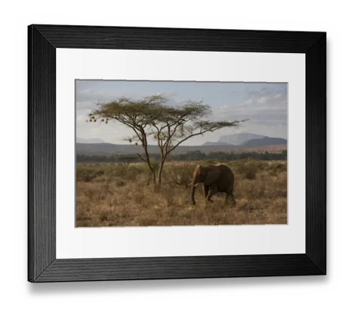 Framed Print : African Elephant at Samburu NP, Kenya