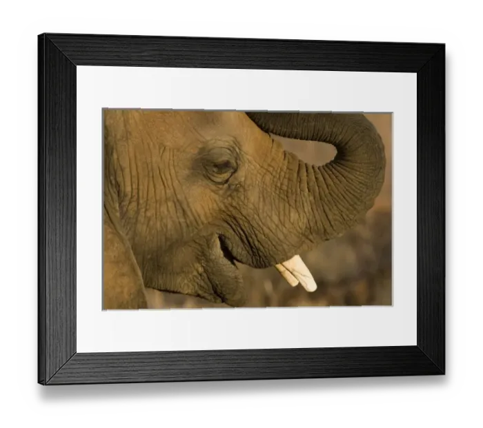 Framed Print : African Elephant at Samburu NP, Kenya Framed Print : African Elephant at Samburu NP, Kenya