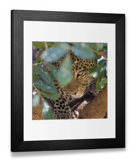 Framed Print : Leopard in tree at Samburu NP, Kenya Framed Print : Leopard in tree at Samburu NP, Kenya