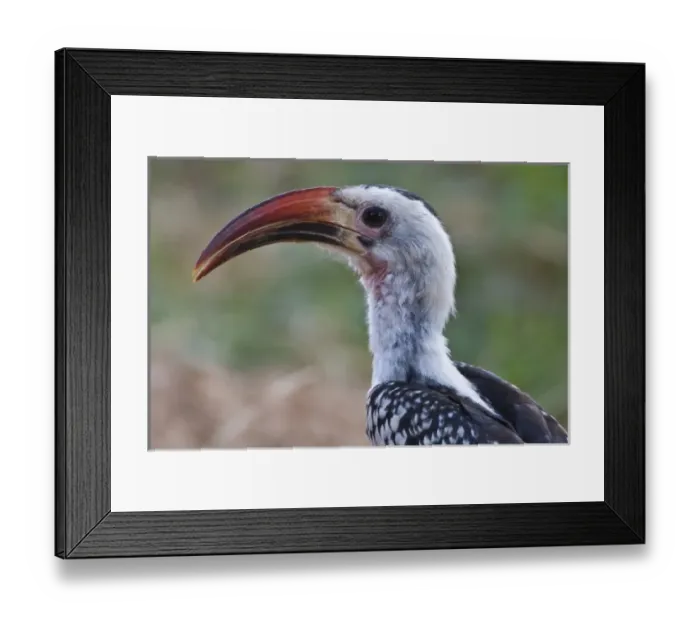 Framed Print : Africa, Kenya Framed Print : Africa, Kenya