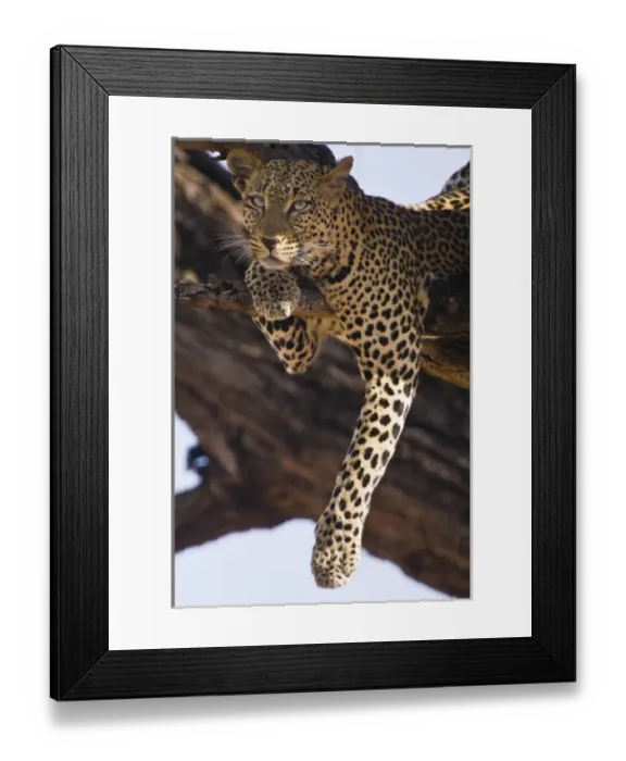 Framed Print : Leopard in tree at Samburu NP, Kenya Framed Print : Leopard in tree at Samburu NP, Kenya