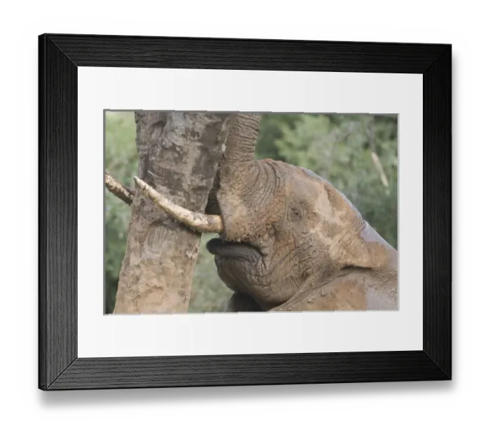 Framed Print : Africa, Kenya