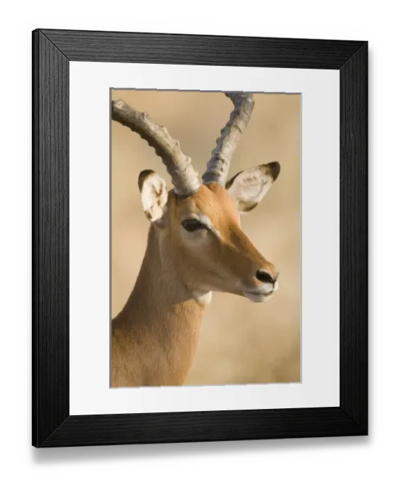 Framed Print : Unknown. Male Impala at Samburu NP, Kenya