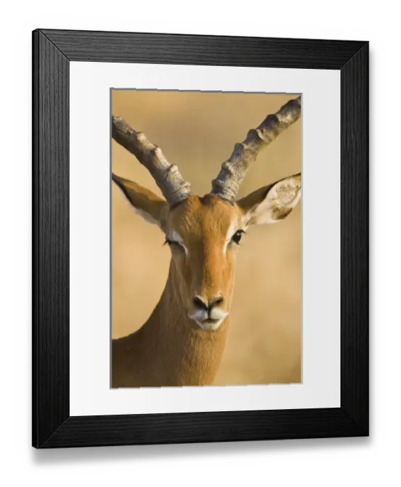 Framed Print : Africa, Kenya Framed Print : Africa, Kenya