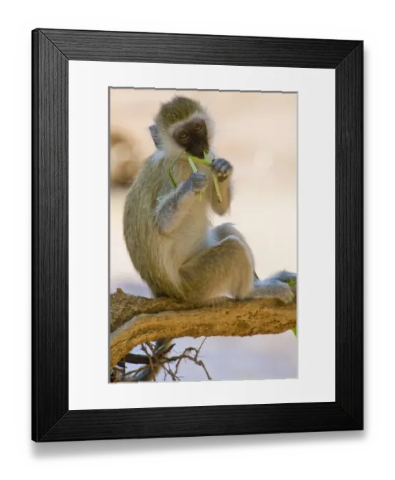 Framed Print : A Vervet Monkey at Samburu NP, Kenya Framed Print : A Vervet Monkey at Samburu NP, Kenya