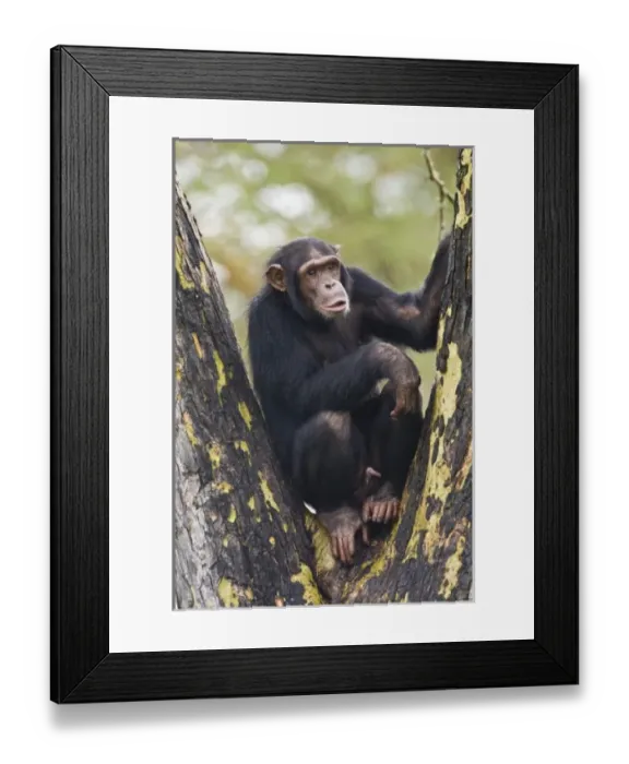 Framed Print : Africa, Kenya