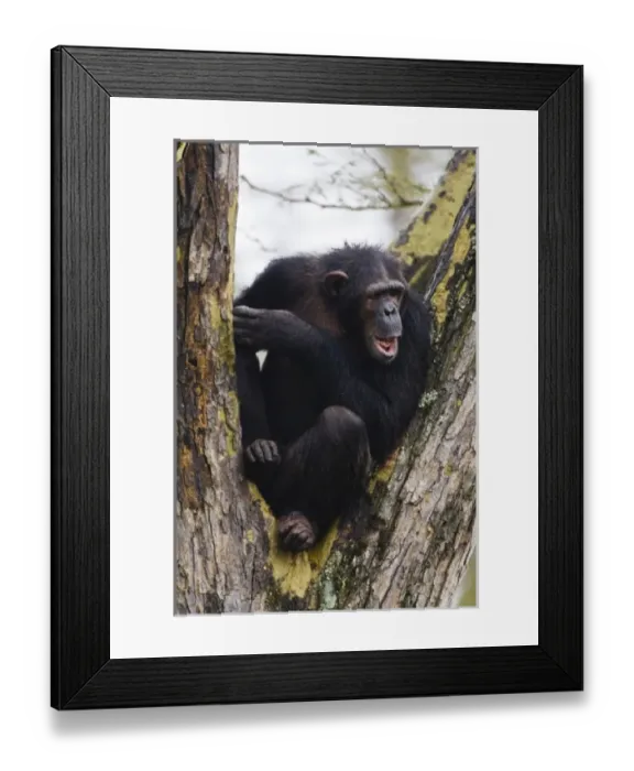 Framed Print : Africa, Kenya