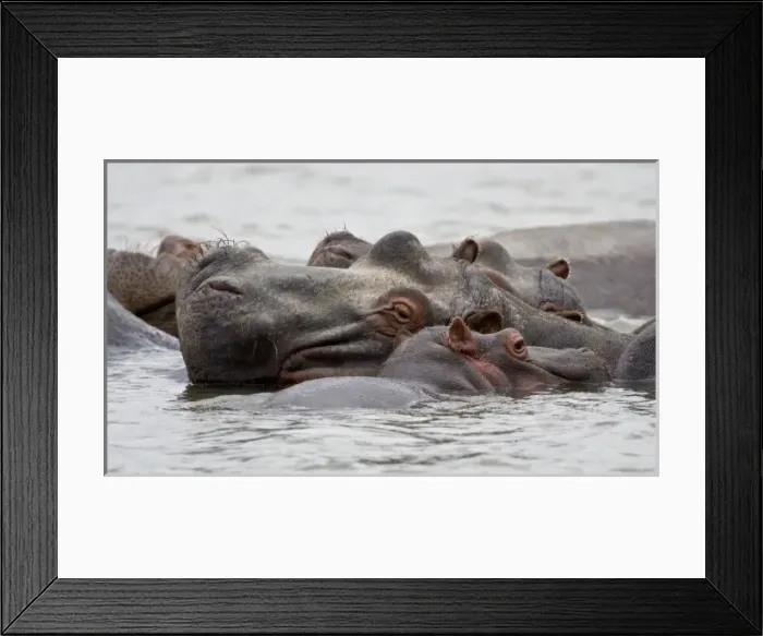 Framed Print : Africa. Kenya. Hippos at Lake Naivasha Framed Print : Africa. Kenya. Hippos at Lake Naivasha
