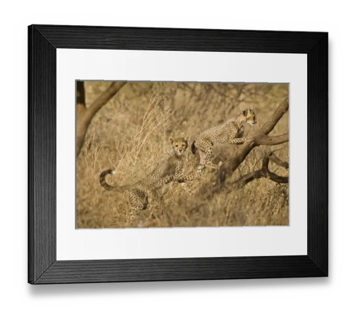Framed Print : Africa, Kenya Framed Print : Africa, Kenya