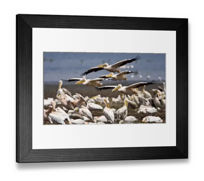 Framed Print : Africa. Kenya. White Pelicans on the shore of Lake Nakuru Framed Print : Africa. Kenya. White Pelicans on the shore of Lake Nakuru