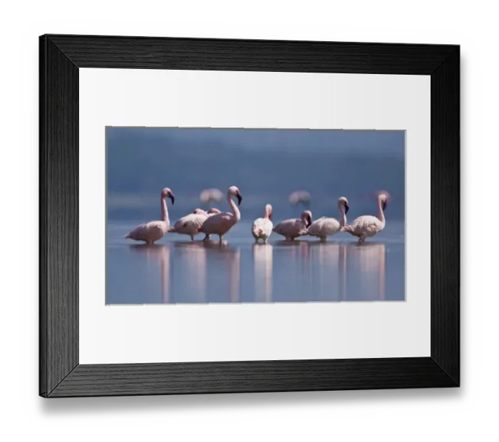 Framed Print : Africa. Kenya. Lesser Flamingo reflections at Lake Nakuru NP Framed Print : Africa. Kenya. Lesser Flamingo reflections at Lake Nakuru NP