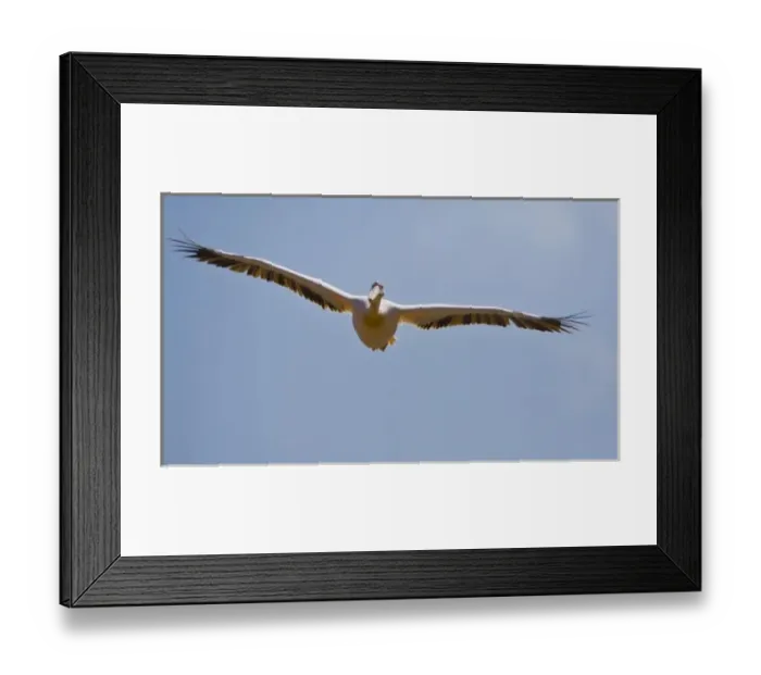 Framed Print : Africa. Kenya. White Pelican in flight at Lake Nakuru Framed Print : Africa. Kenya. White Pelican in flight at Lake Nakuru