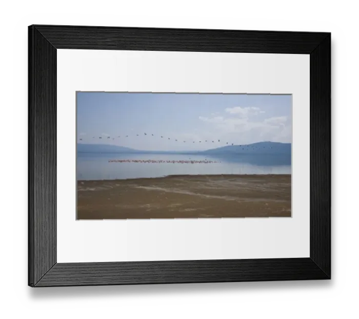 Framed Print : Africa. Kenya. A flight of White Pelicans lines the sky over a flock of Lesser Flamingos Framed Print : Africa. Kenya. A flight of White Pelicans lines the sky over a flock of Lesser Flamingos