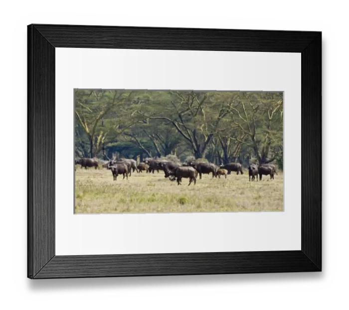 Framed Print : Africa, Kenya Framed Print : Africa, Kenya