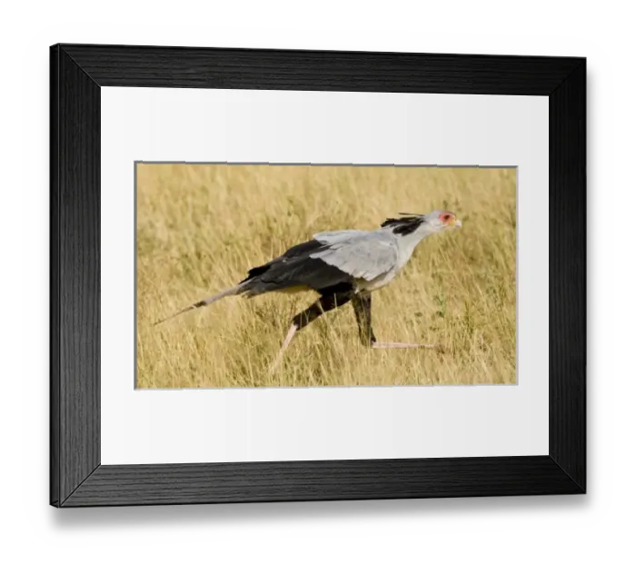 Framed Print : Africa, Kenya Framed Print : Africa, Kenya