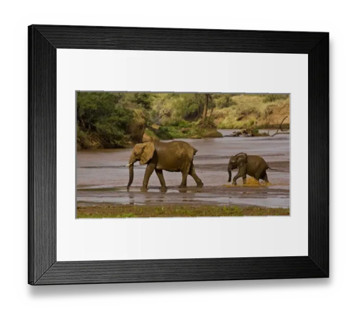 Framed Print : Africa. Kenya. Elephant female with juvenile after mud bath at Samburu NP Framed Print : Africa. Kenya. Elephant female with juvenile after mud bath at Samburu NP