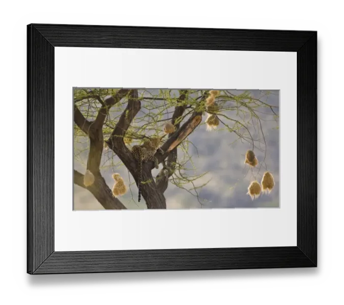 Framed Print : Africa, Kenya Framed Print : Africa, Kenya