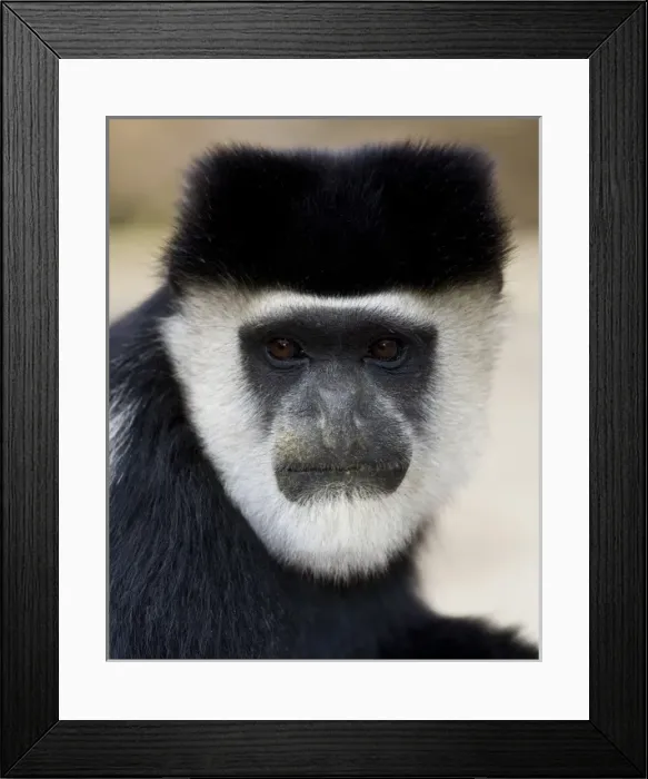 Framed Print : Africa. Kenya. A Black-and-White Colobus Monkey at Elsamere, the estate of the late Framed Print : Africa. Kenya. A Black-and-White Colobus Monkey at Elsamere, the estate of the late
