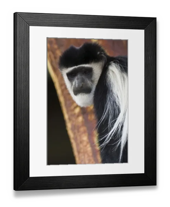 Framed Print : Africa. Kenya. A Black-and-White Colobus Monkey at Elsamere, the estate of the late
